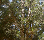 Istutettua eucalyptusmets