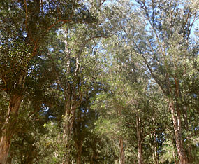 Planterad eukalyptusskog 
