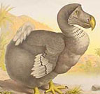 Dodo-lintua, joka hvisi jo vuonna 1651, pidetn modernin sukupuuttoaallon ensimmisin hvinnein lajeina. Piirros Jan Savery. 