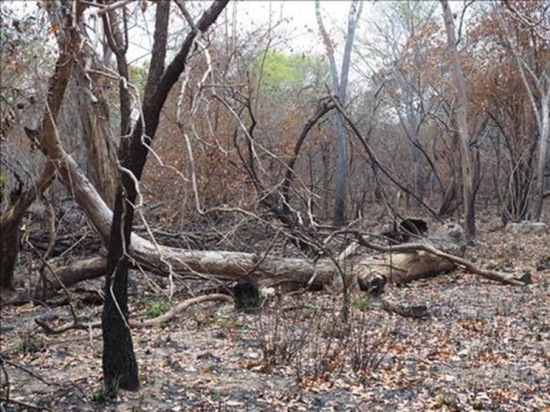 Salahakkaajat jättävät ison osan puusta mätänemään metsään