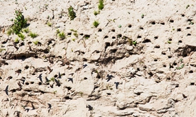 Trmpskyjen pesi hiekkamontulla