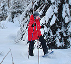 Lumikenkily kansallispuistossa. Kuva Metshallitus / Mari Limnell. 