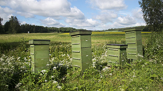 Mehilispesi pellon laidassa