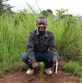 Mnnyntaimet istutetaan joutomaana toimineelle ruohotasangolle Tansaniassa. 